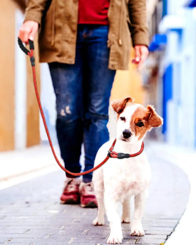 Dog leash, reflective at night, hand tight, suitable for large, medium, and small pet dogs